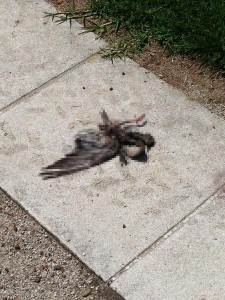 died-bird