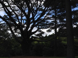 heron-park-trees