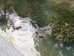 oakley-waterfall-ducks