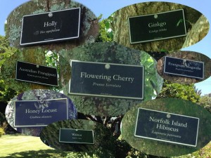 alberton-tree-names