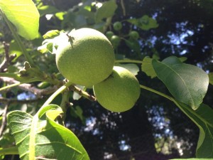 alberton-walnut