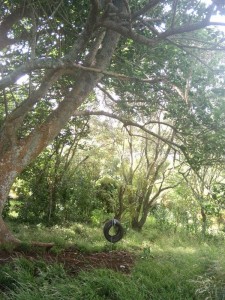 owairaka-trees-1