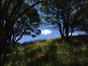 owairaka-trees-2